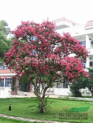 南京湯泉苗圃基地最新公布紫薇（百日紅）價格信息問詢