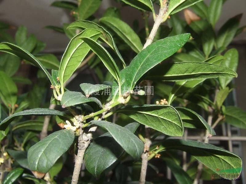 2013年春季桂花樹價格 叢生桂花樹價格 5公分桂花樹價格