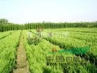 急售 有大量?jī)?yōu)質(zhì)小龍柏 龍柏小苗待售