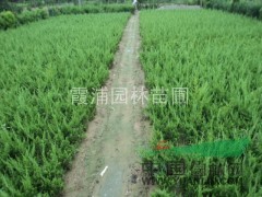 急售 有大量?jī)?yōu)質(zhì)小龍柏 龍柏小苗待售