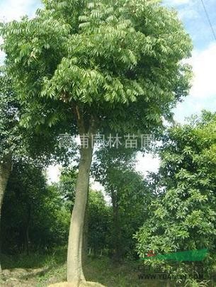 供應2013年無患子春季價格 品質優(yōu)良 規(guī)格齊全