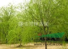 哪里有最優(yōu)質(zhì)的垂柳 哪里垂柳價格最便宜