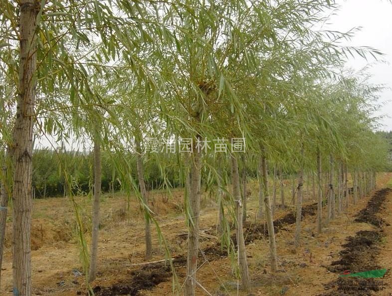 哪里有最優(yōu)質(zhì)的垂柳 哪里垂柳價格最便宜