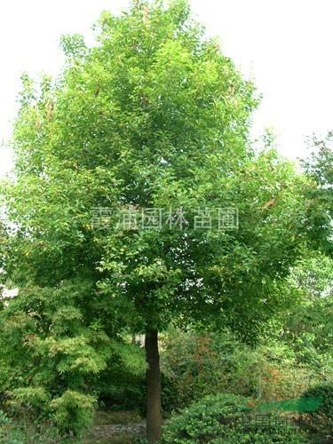 2015年最新香樟樹(shù)春季價(jià)格 5-15公分香樟樹(shù)價(jià)格明細(xì)