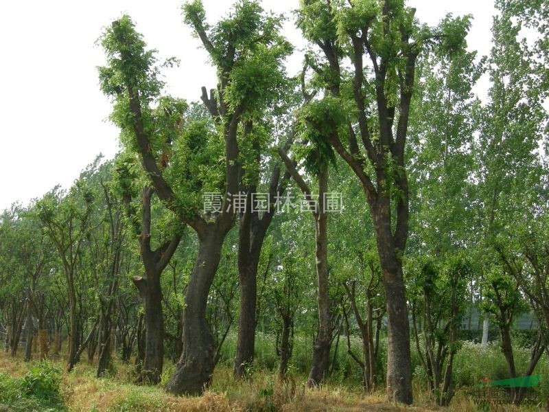 南京楓香樹(shù)價(jià)格10公分楓香價(jià)格