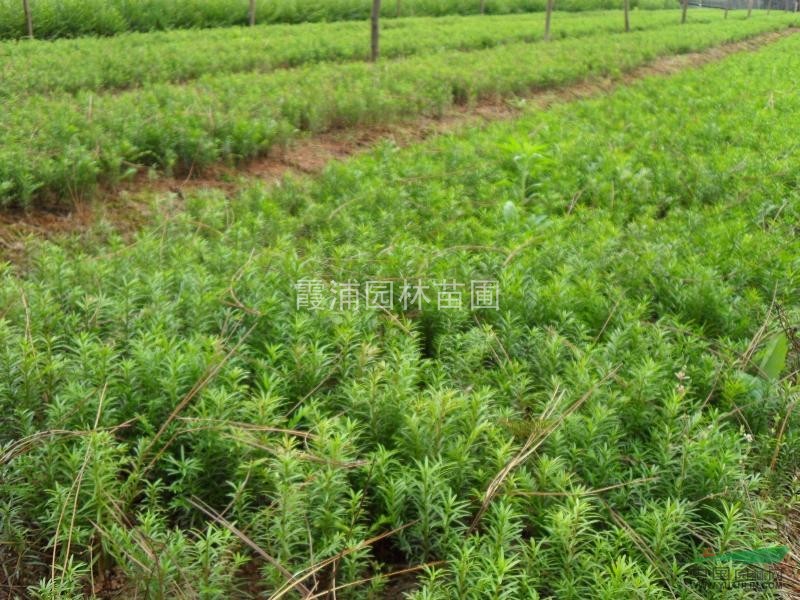 南京楓香樹(shù)價(jià)格10公分楓香價(jià)格