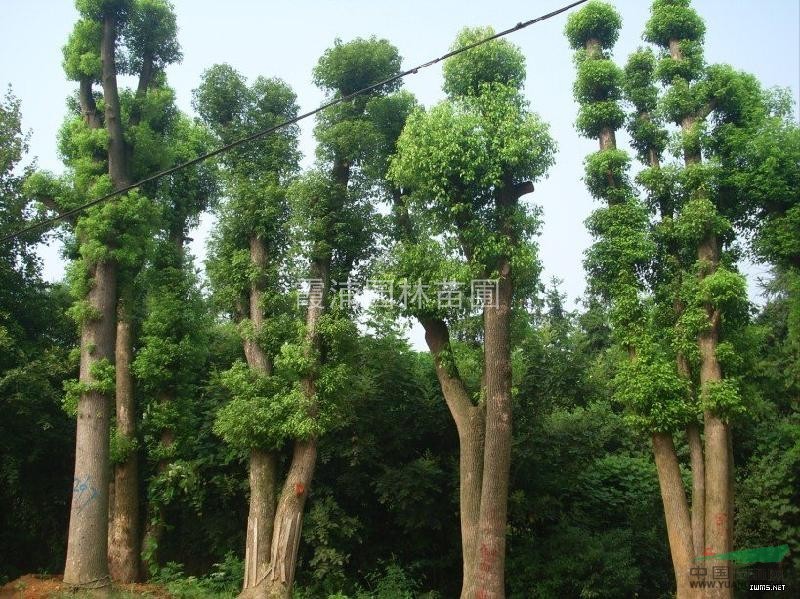 香樟樹市場價格行情 江蘇香樟樹價格動態(tài)