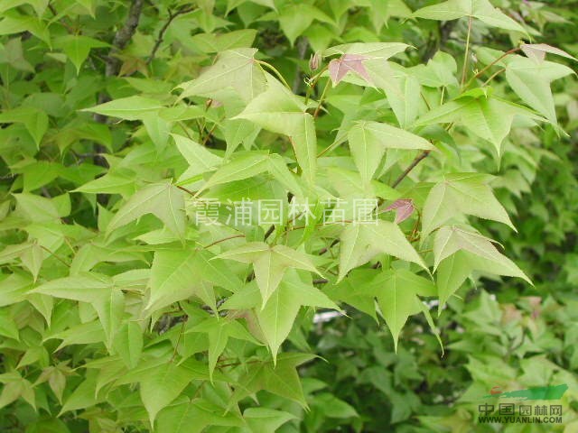 春季楓香樹價(jià)格 楓香樹l價(jià)格趨勢 10公分楓香樹價(jià)格詳情