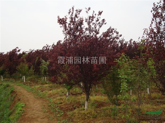 紅葉李樹種植基地供應(yīng)2013年紅葉李樹價格信息咨詢