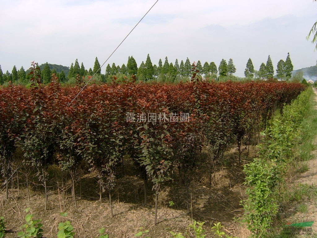 紅葉李樹種植基地供應(yīng)2013年紅葉李樹價格信息咨詢