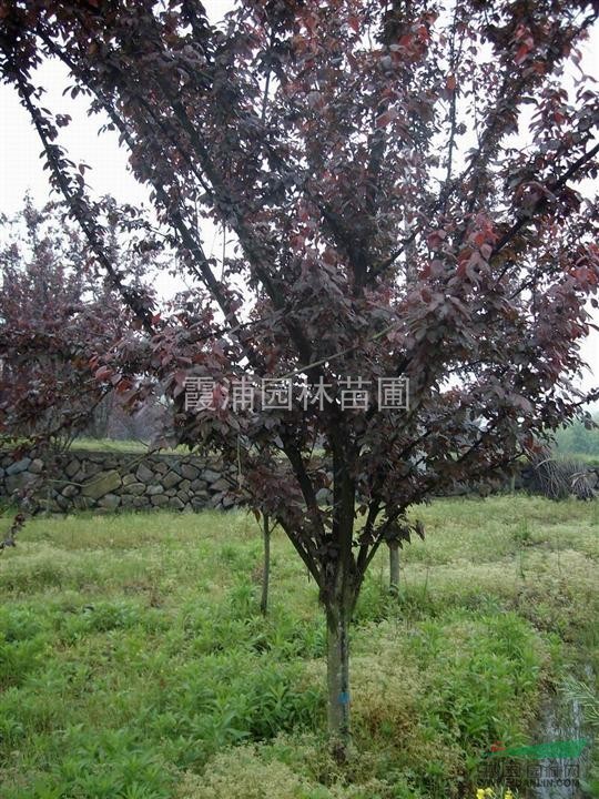 紫葉李春季最新價格 紫葉李小苗價格 紫葉李樹價格行情走勢
