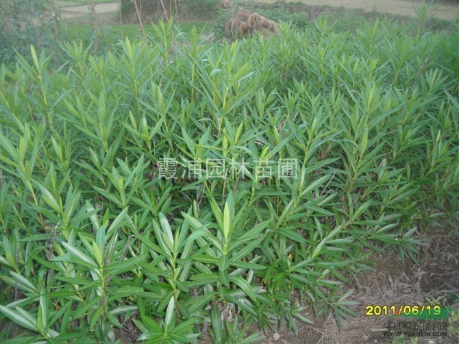 南京湯泉苗圃供應(yīng)野生樸樹(shù) 20公分樸樹(shù)價(jià)格 15公分樸樹(shù)價(jià)格