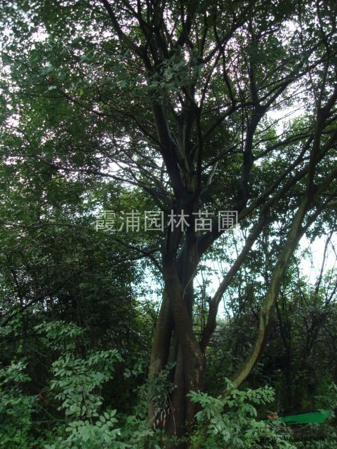 南京湯泉苗圃供應(yīng)野生樸樹(shù) 20公分樸樹(shù)價(jià)格 15公分樸樹(shù)價(jià)格