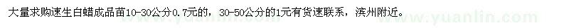 求購(gòu)速生白蠟成品苗