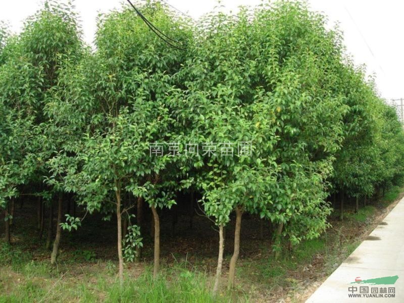 江蘇南京湯泉冬青樹價格 春天冬青樹價格漲跌行情分析