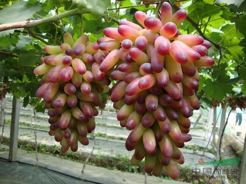 山東最大的紅提葡萄苗種植商【富民果樹(shù)】