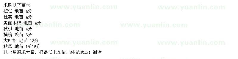 求購欖仁、杜英美麗木棉等