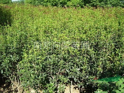 哪里獨桿桂花價格最便宜來向榮苗圃 最新5公分獨桿桂花價格