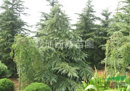 江蘇雪松樹價(jià)格，江蘇大葉女貞價(jià)格，江蘇廣玉蘭價(jià)格更新