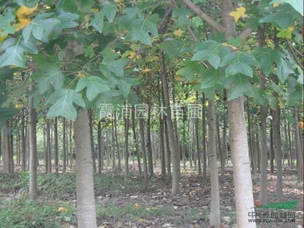 哪里馬褂木（鵝掌楸）價(jià)格最便宜，鵝掌楸生產(chǎn)培育基地