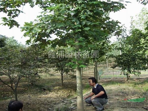 哪里馬褂木（鵝掌楸）價(jià)格最便宜，鵝掌楸生產(chǎn)培育基地
