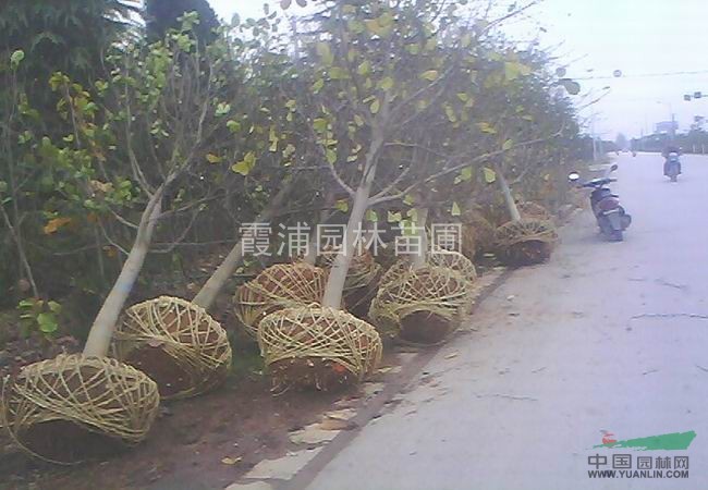 南京湯泉苗圃白玉蘭基地提供白玉蘭樹(shù)苗批發(fā)價(jià)格報(bào)價(jià)表