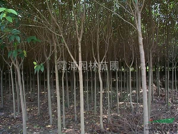 南京大葉女貞小苗培育中心 大葉女貞價格表