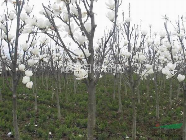 2013年南京大葉女貞小苗左右價格，查看南京白玉蘭價格