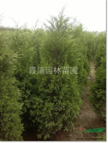 供應最新蜀檜價格信息詳情，蜀檜（塔柏，檜柏）基地提供