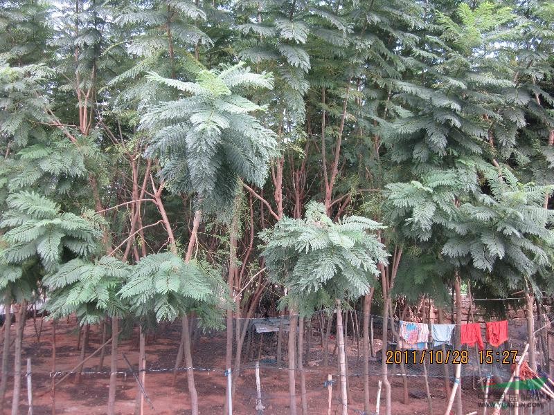 供應(yīng)8-18公分藍(lán)花楹100棵以上