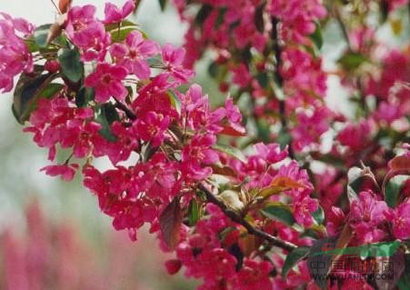泰安冬紅海棠苗廠家—【型號齊全】