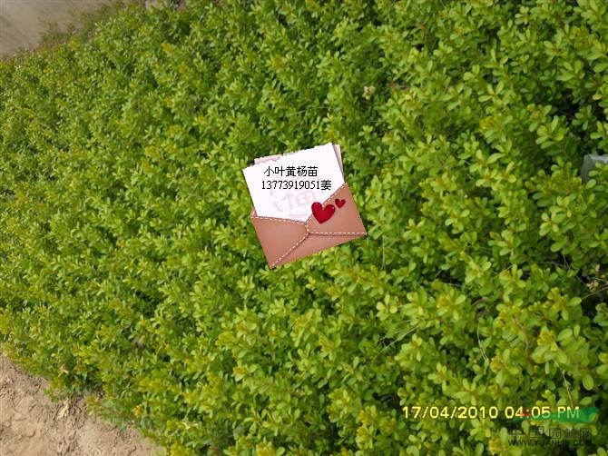 小叶黄杨苗行情报价小叶黄杨苗图片展示
