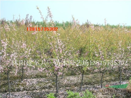 江苏西府海棠介绍