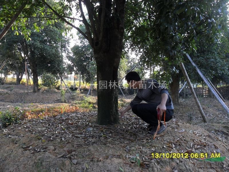 江苏沭阳建军八一苗木基地供应；4-50公分桂花树