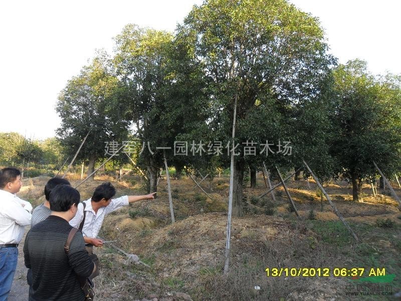 江苏沭阳建军八一苗木基地供应；4-50公分桂花树