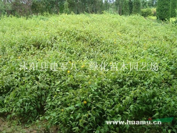 供应棣棠/价格批发价格 图片