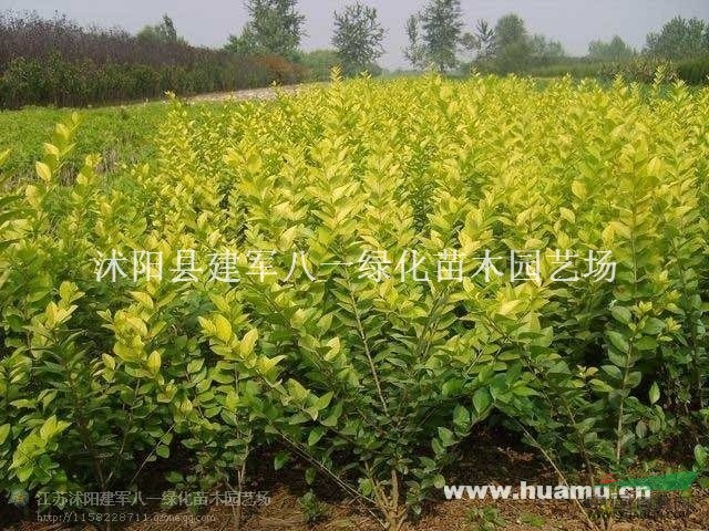 供应金叶女贞报价/金叶女贞批发价格苗图片