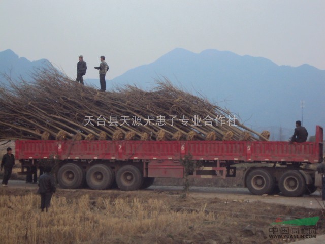 低價供應(yīng)無患子