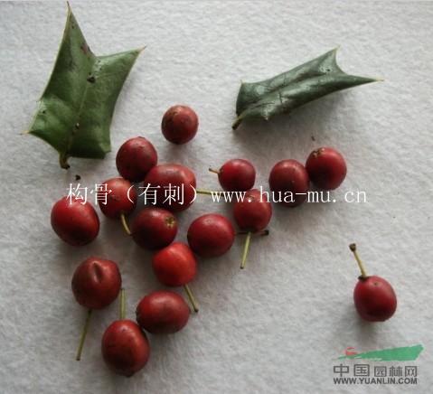 山茱萸種子，五角楓種子，三角楓種子，灑金柏種子，珊瑚樸種子