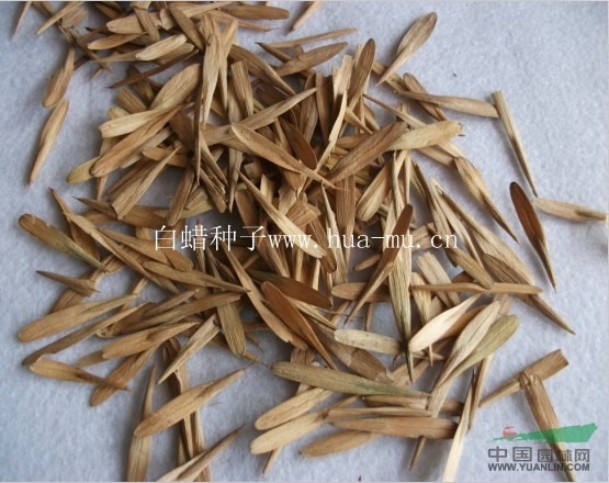 山茱萸種子，五角楓種子，三角楓種子，灑金柏種子，珊瑚樸種子