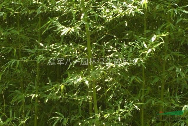 竹子供应/竹子批发价格图片