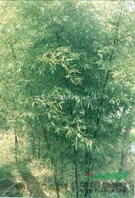 竹子供应/竹子批发价格图片