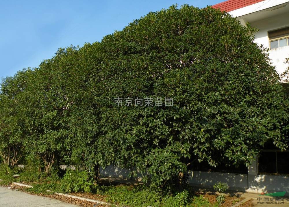 哪里獨桿桂花價格最便宜來向榮苗圃 最新5公分獨桿桂花價格