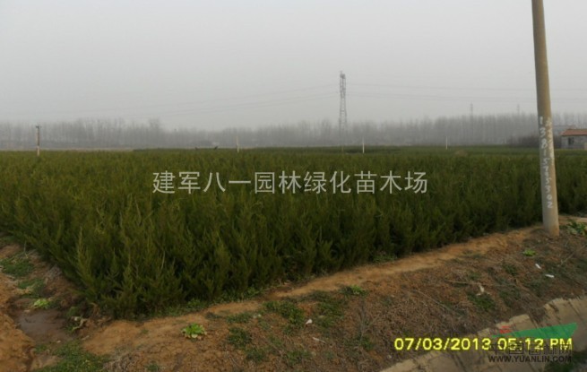直生龙柏图片直生龙柏报价
