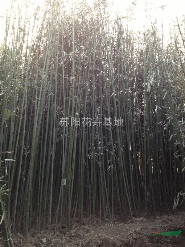 竹子報(bào)價(jià)/江蘇竹子報(bào)價(jià)