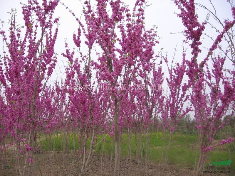 安徽花木價格，廣玉蘭價格，白玉蘭價格，紅葉石楠價格，紫荊價格