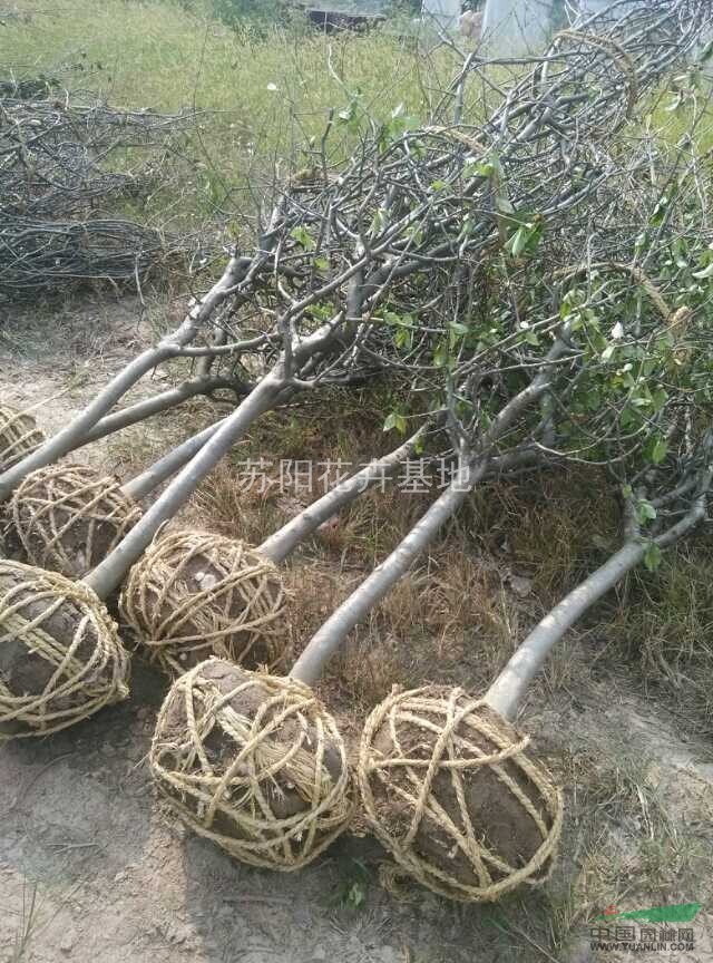 江蘇大量銷售2---12公分垂絲海棠