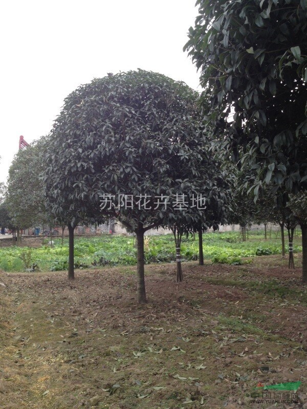 江蘇銷售米經(jīng)3---30公分桂花