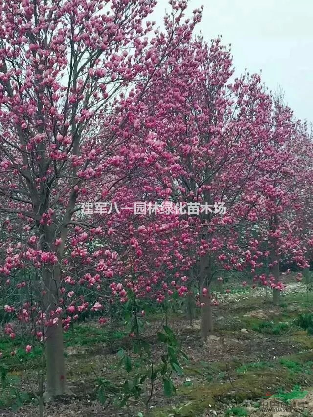 江苏紫玉兰价格/紫玉兰信息