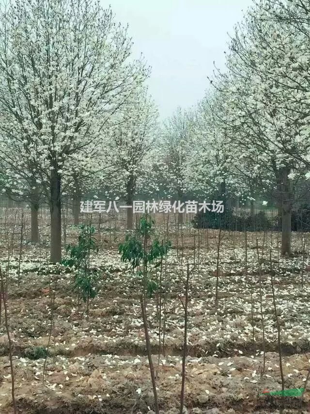 供应白玉兰报价/白玉兰价格/白玉兰图片